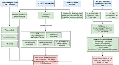 m6A-binding protein IGF2BP1 promotes the malignant phenotypes of lung adenocarcinoma